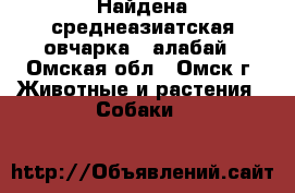 Найдена среднеазиатская овчарка - алабай - Омская обл., Омск г. Животные и растения » Собаки   
